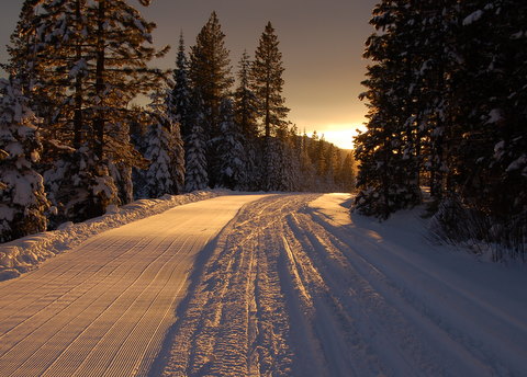 The sunsets over a snowy road lined by tall pine trees.