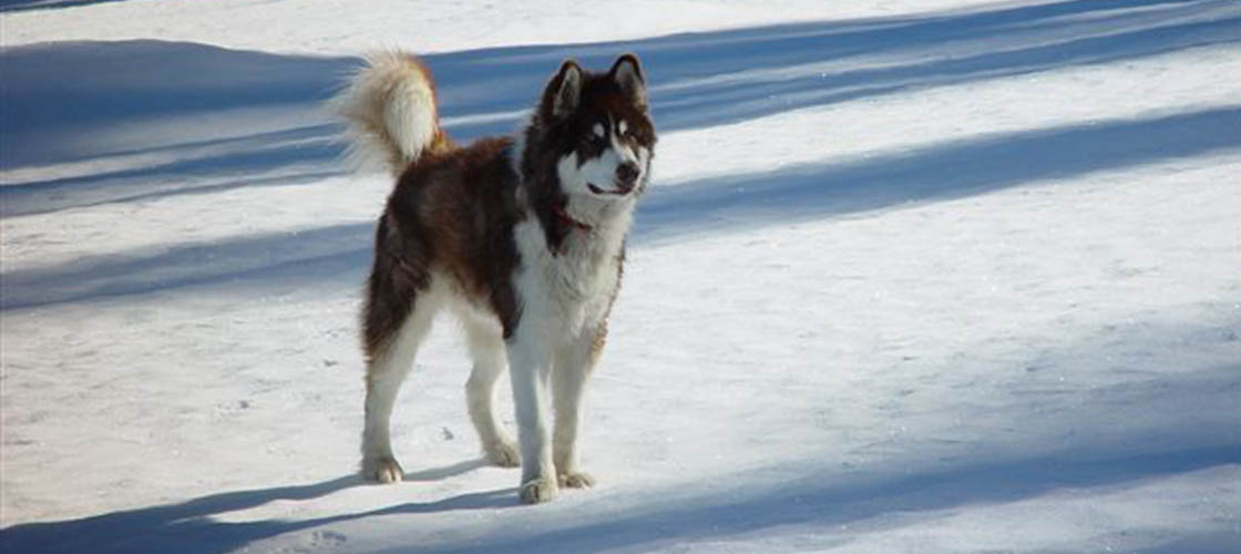 pup in the snow